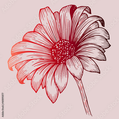 Sketch of red chrysanthemum