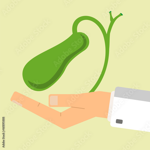 The doctor hand holding human gallbladder. Healthcare concept. vector illustration.