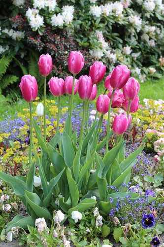 Pink tulips in a blooming garden