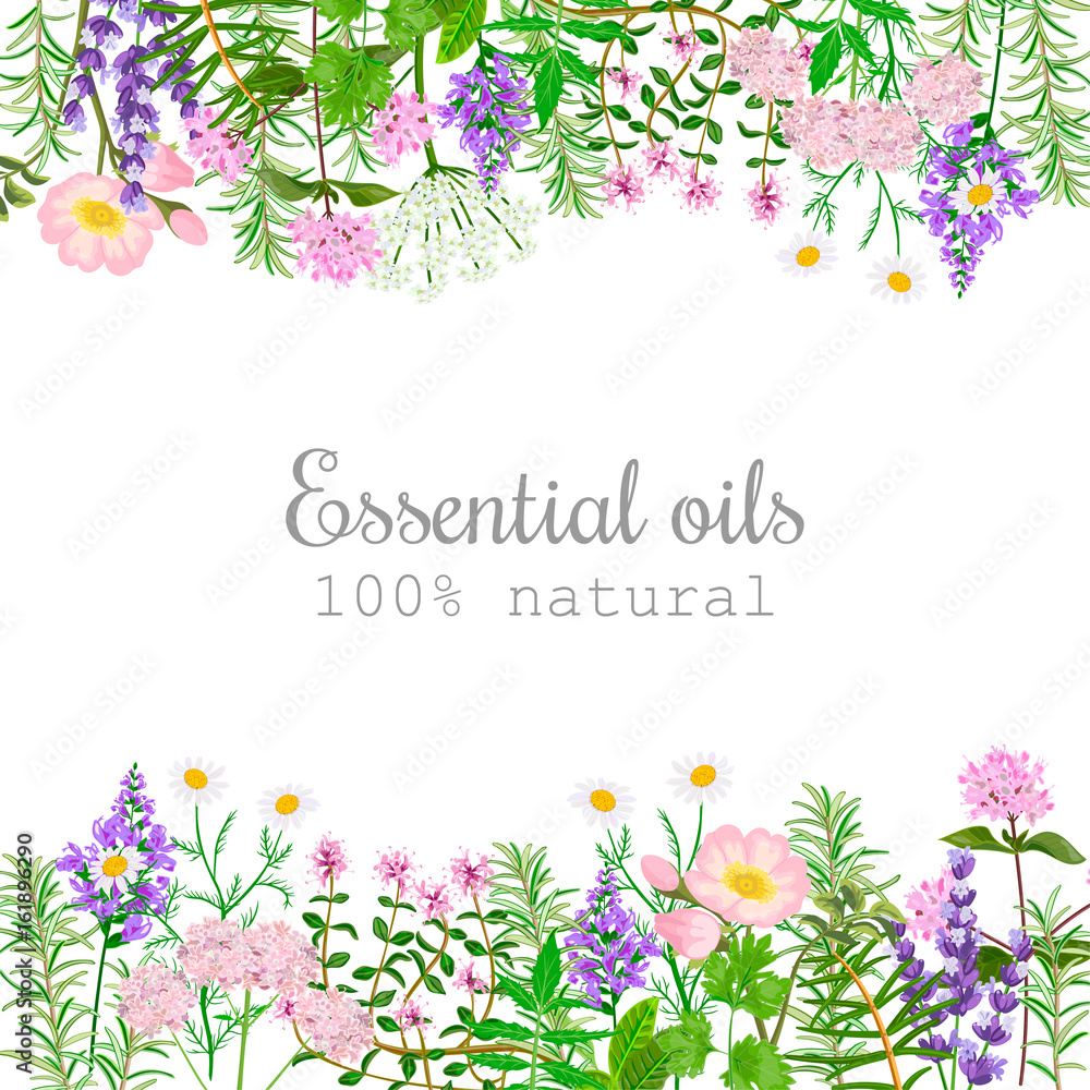 Obraz Popular essential oil plants label set.