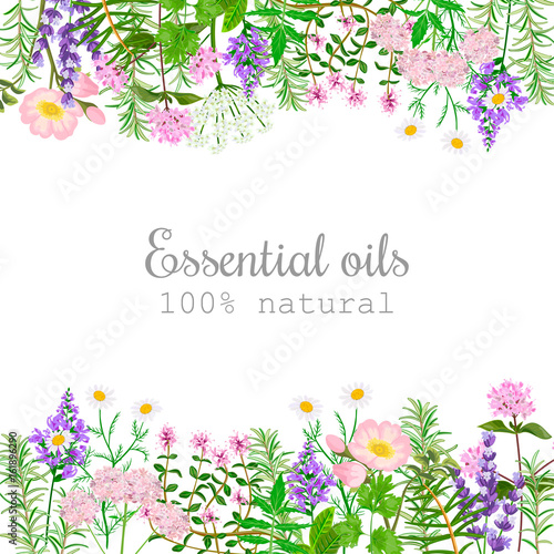 Popular essential oil plants label set. photo