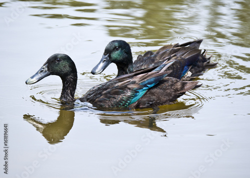 Cayuga Ducks on Pond