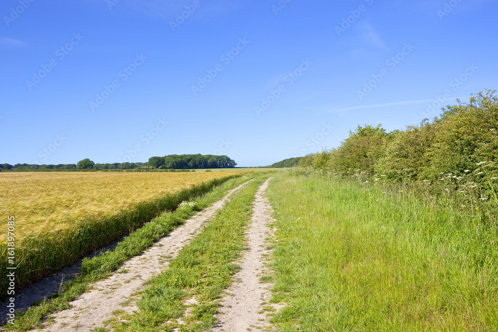 barley field and farm track