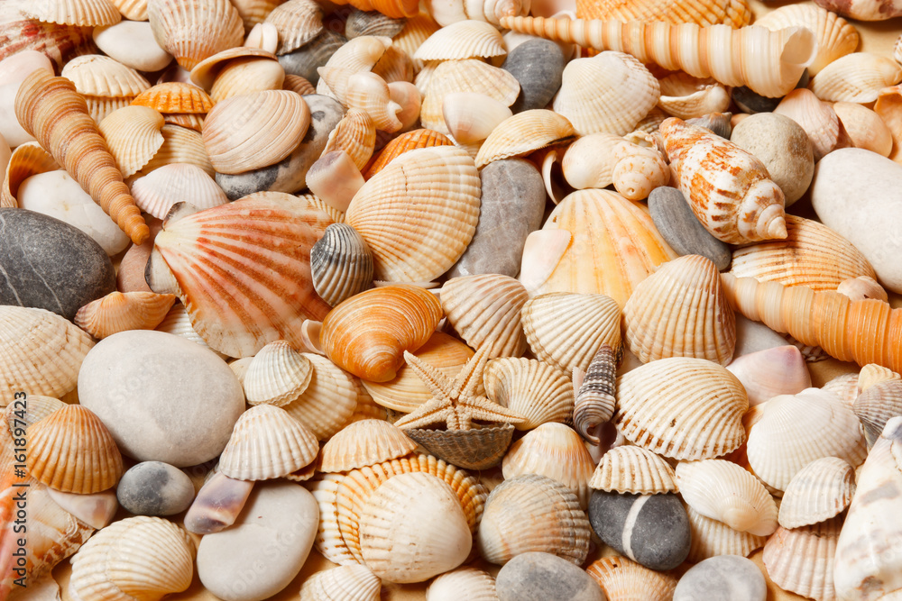 Sea shells background.