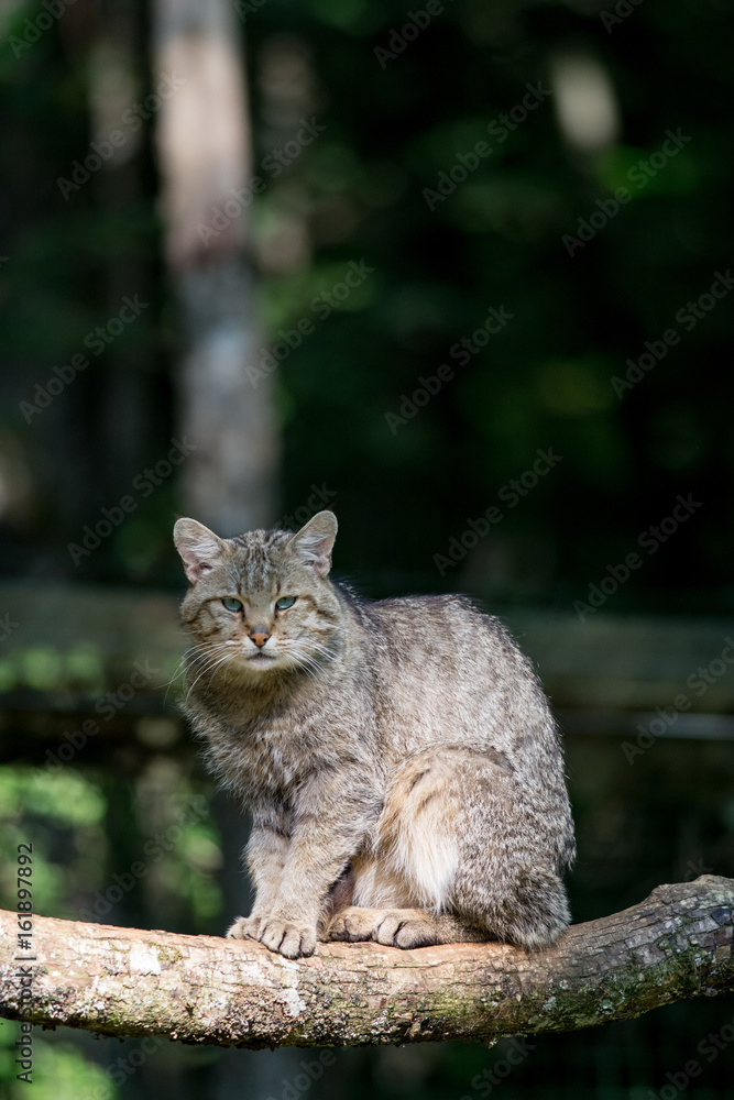 Un chat forestier assis sur une branche. Felis sylvestris. Un chat forestier assis sur une branche. Felis sylvestris.