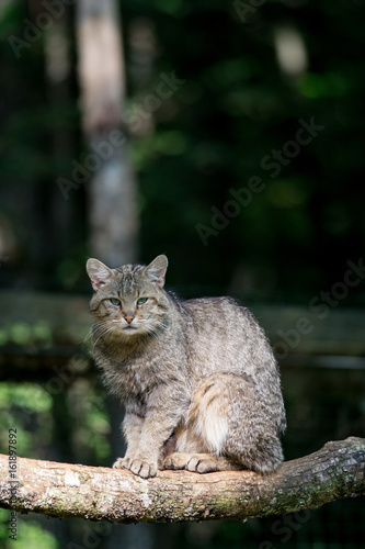 Un chat forestier assis sur une branche. Felis sylvestris.