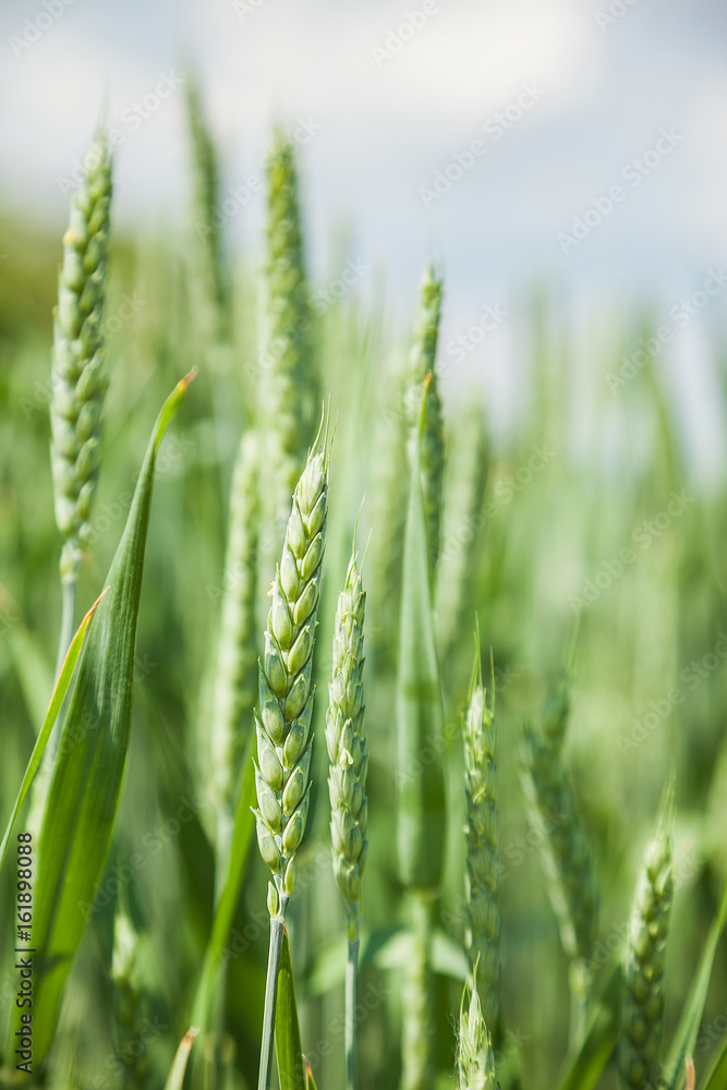 Green wheat field on sunny summer day Green wheat field on sunny summer day