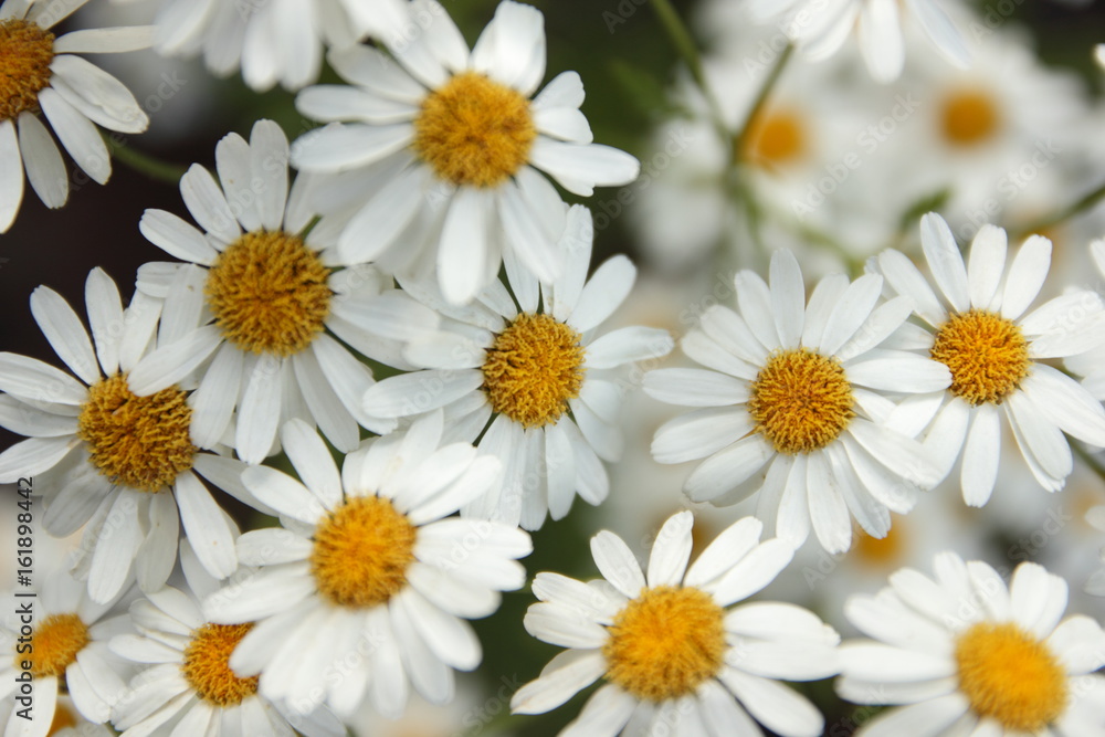 Fototapeta premium Summer flowers from the garden