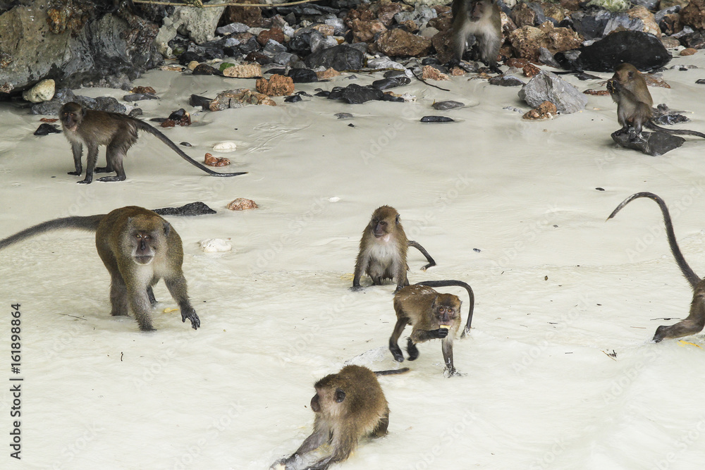 Monkey Beach, Phi Phi Islands, Thailand