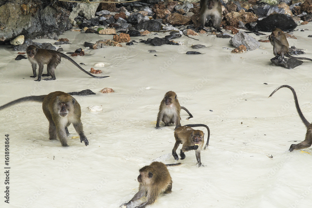 Fototapeta premium Monkey Beach, Phi Phi Islands, Thailand