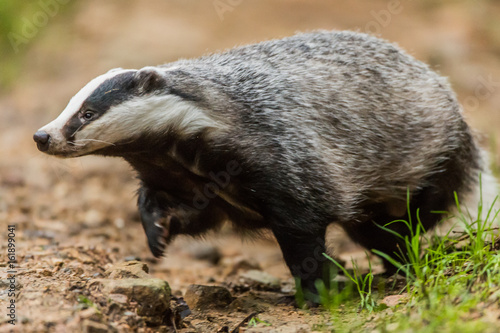 Fotografie, Obraz Badger in forest creek. European badger (Meles meles)