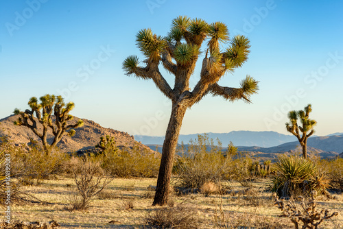 Fényképezés Joshua Trees in a Desert