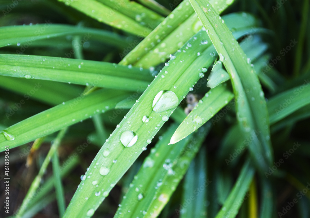Dew on Grass Dew on Grass