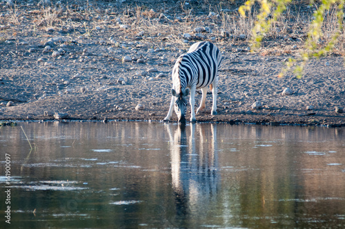 Photography Zebra at a dusty waterhole