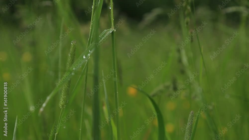 Rain drops on the grass Rain drops on the grass