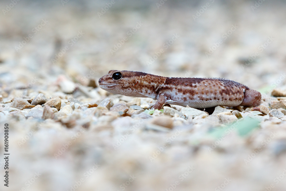Side view of the Gecko walking Side view of the Gecko walking