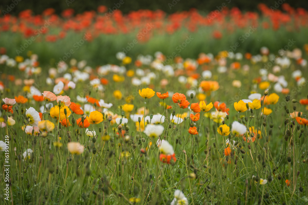 Icelandic poppy field in different colors
