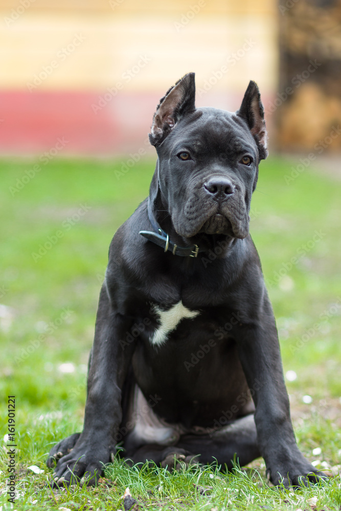 Puppy age 3 months of Cane Corso breed of black color sits on the grass Puppy age 3 months of Cane Corso breed of black color sits on the grass