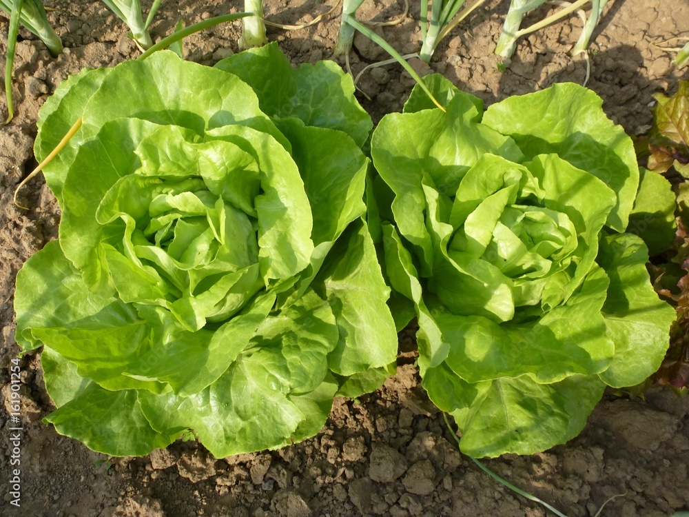 Kopfsalat Kopfsalat