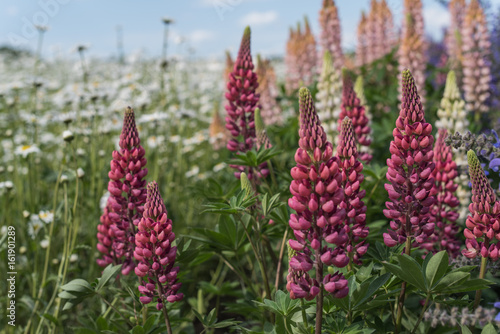 Red and pink lupine field