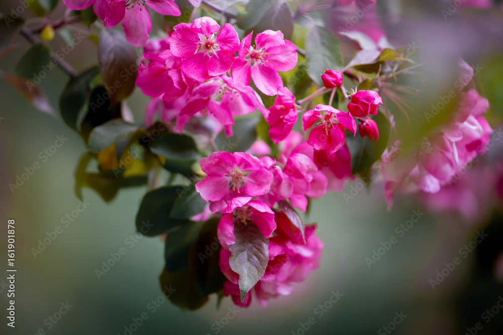 Obraz premium Purple blossom crabapple 