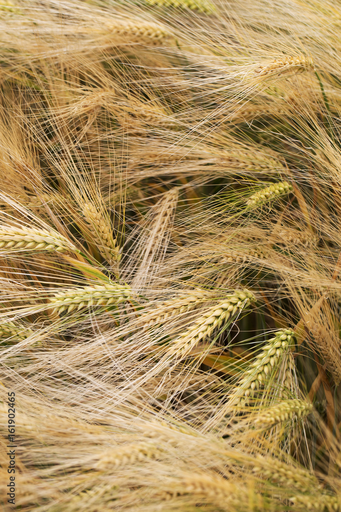 Summer Field of the Barley Summer Field of the Barley