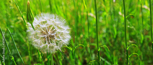 Fototapeta Naklejka Na Ścianę i Meble -  Spring flowers dandelions in green grass.