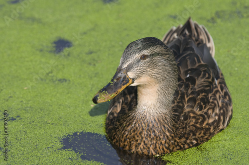 Mallard duck (anasplatyrhynchos) on pond covered with common duckweed (lemna minor) photo