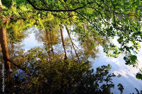 Trees branches reflection in water