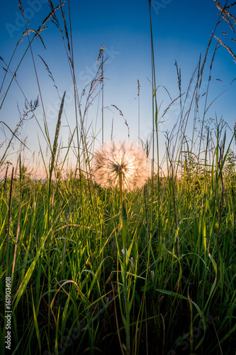 Fototapeta Naklejka Na Ścianę i Meble -  White dandelion in long grass.