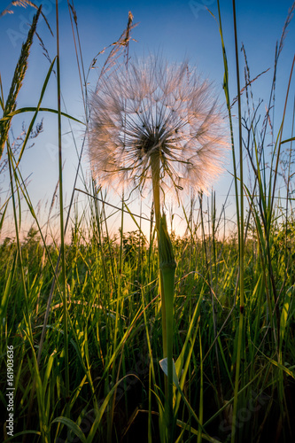 Fototapeta Naklejka Na Ścianę i Meble -  The biggest white dandelion.