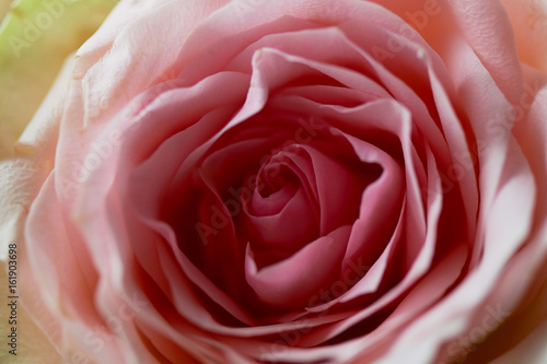 The core is a single pink rose. Texture close-up