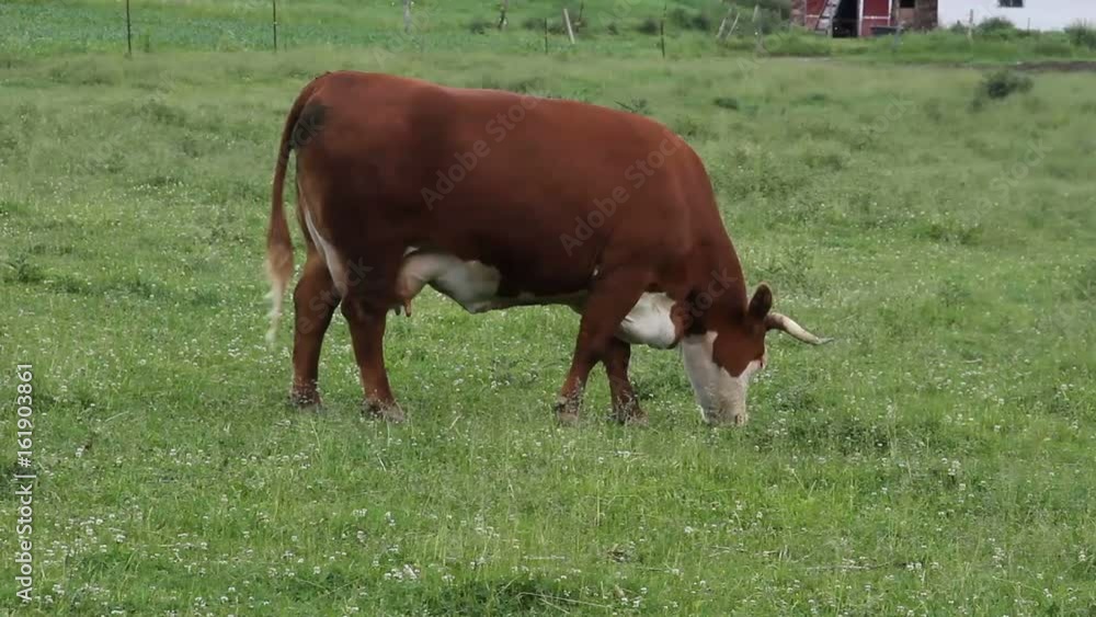 Hereford cow with horns grazing on a green grass pasture Hereford cow with horns grazing on a green grass pasture
