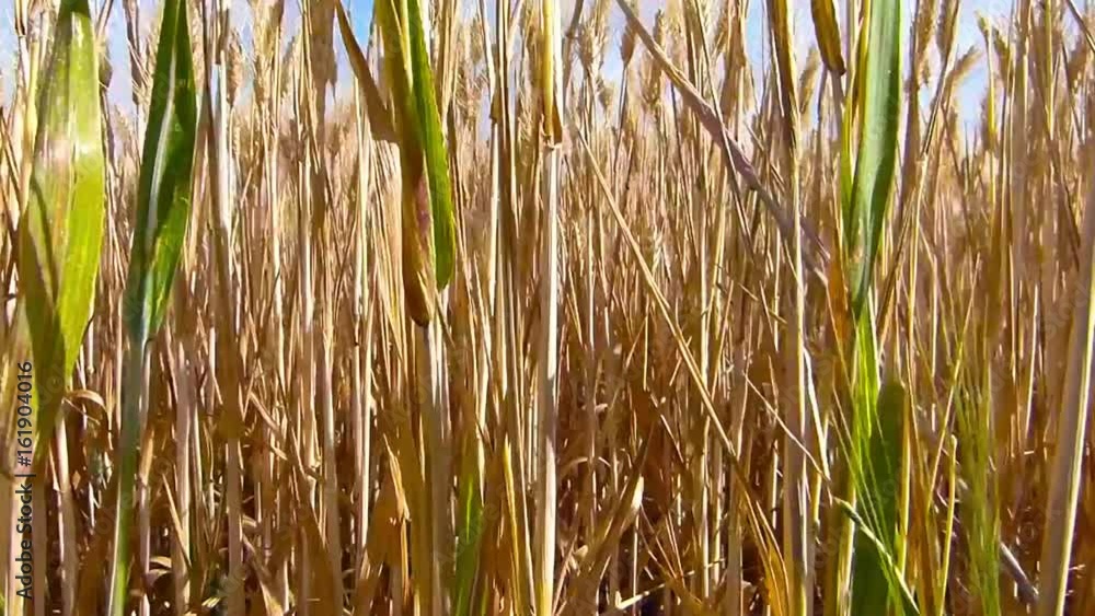 Champ de céréales Récolte blé