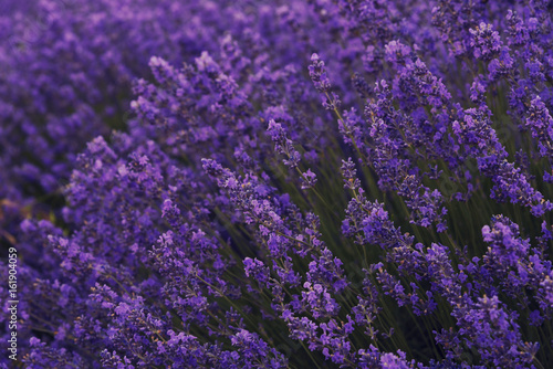 Flowers of lavender in lavender field