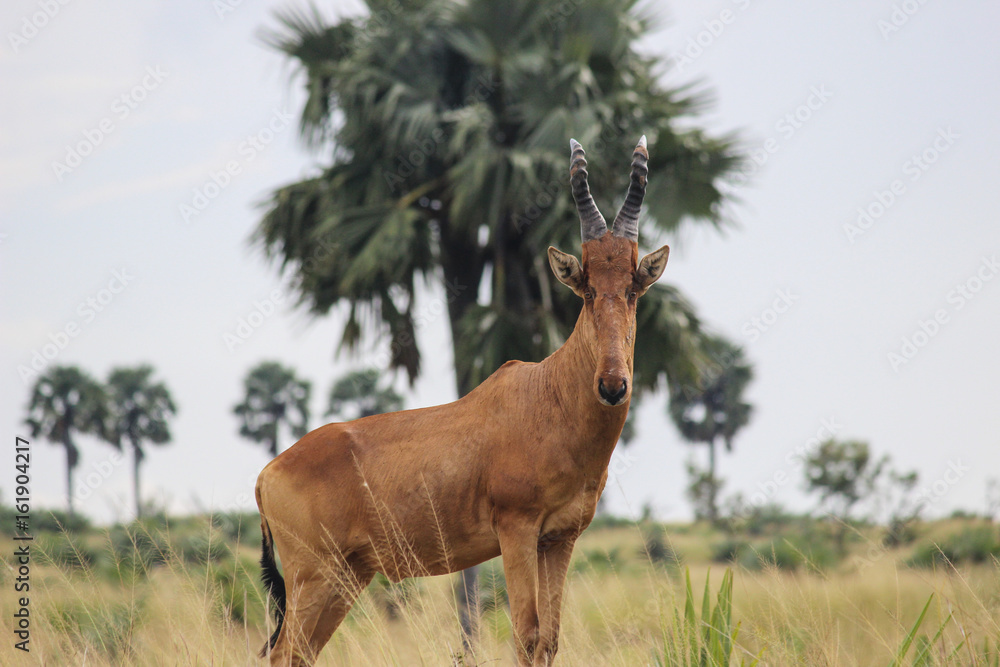 Fototapeta premium Gnu at alert