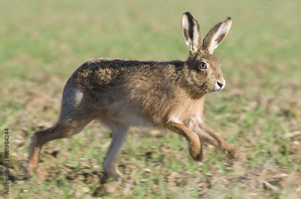 Fototapeta premium Running brown hare (lepus europaeus)