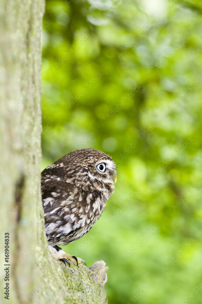 LIttle owl (athena noctua) sitting on branch on tree LIttle owl (athena noctua) sitting on branch on tree