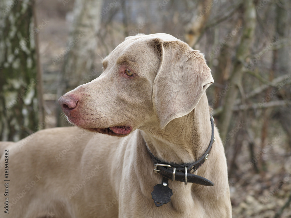 closeup Portrait of a weimaraner dog on nature befor hunting