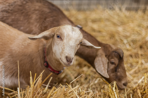 baby goat at the fair photo