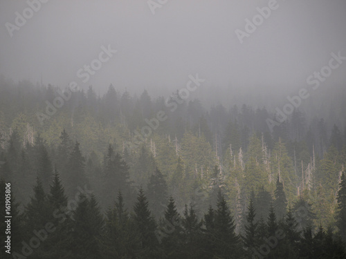 Forest in fog © Alicja