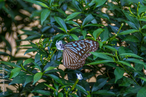 Wallpaper Mural Schmetterligspark koh samui Torontodigital.ca