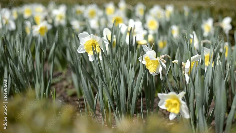 Flowering daffodils in the spring in the park. Beautiful yellow daffodils. Flowering daffodils in the spring in the park. Beautiful yellow daffodils.