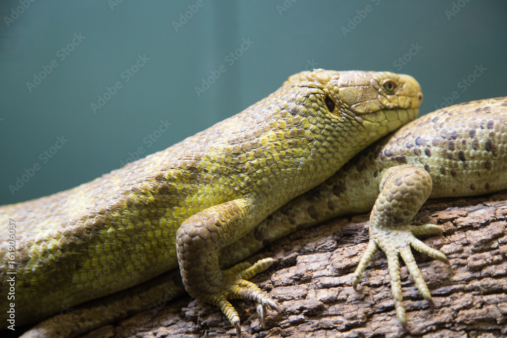 Fototapeta premium Lizard Love