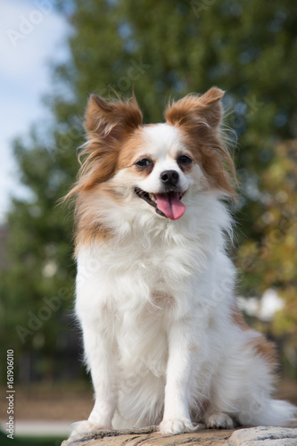 Papillon In The Park 2