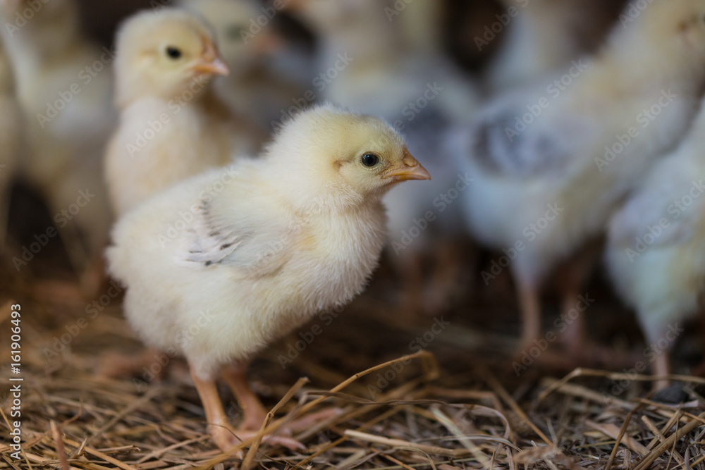 Perfect Poultry Perfect Poultry