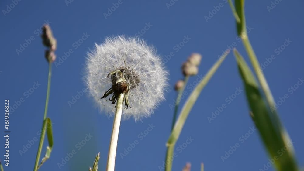 Dandelion and cocksfoot herb close-up on a background of blue sky. Shooting movies HD. Static camera. Dandelion and cocksfoot herb close-up on a background of blue sky. Shooting movies HD. Static camera.