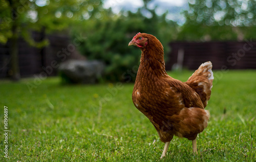 Chicken On The Lawn