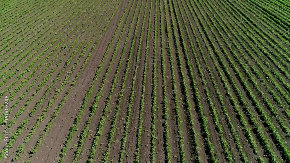 A large commercial pea field A large commercial pea field
