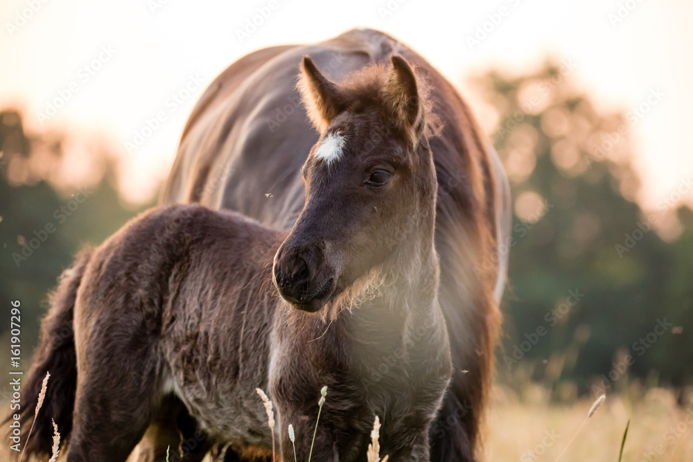 Fototapeta premium Islandfohlenportrait